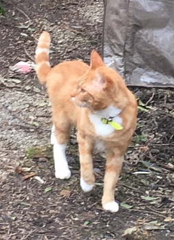 IMG 5767 Cat cut resize 500