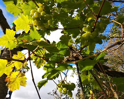 IMG 20181028 111141 Reduced