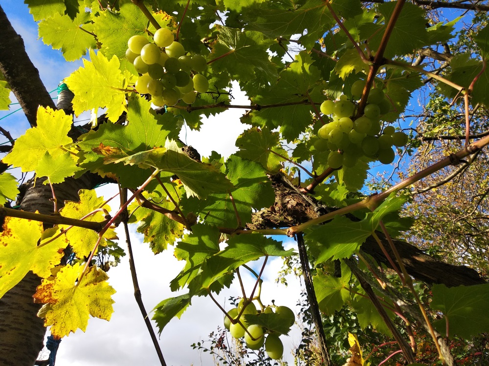 IMG 20181028 111141 Reduced